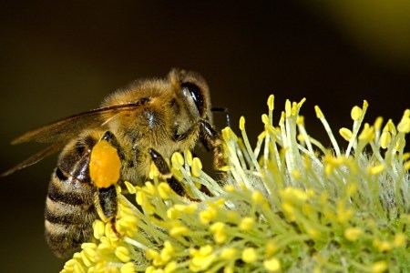 bees-18192_960_720