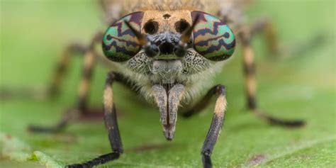 Colourful fly eyes