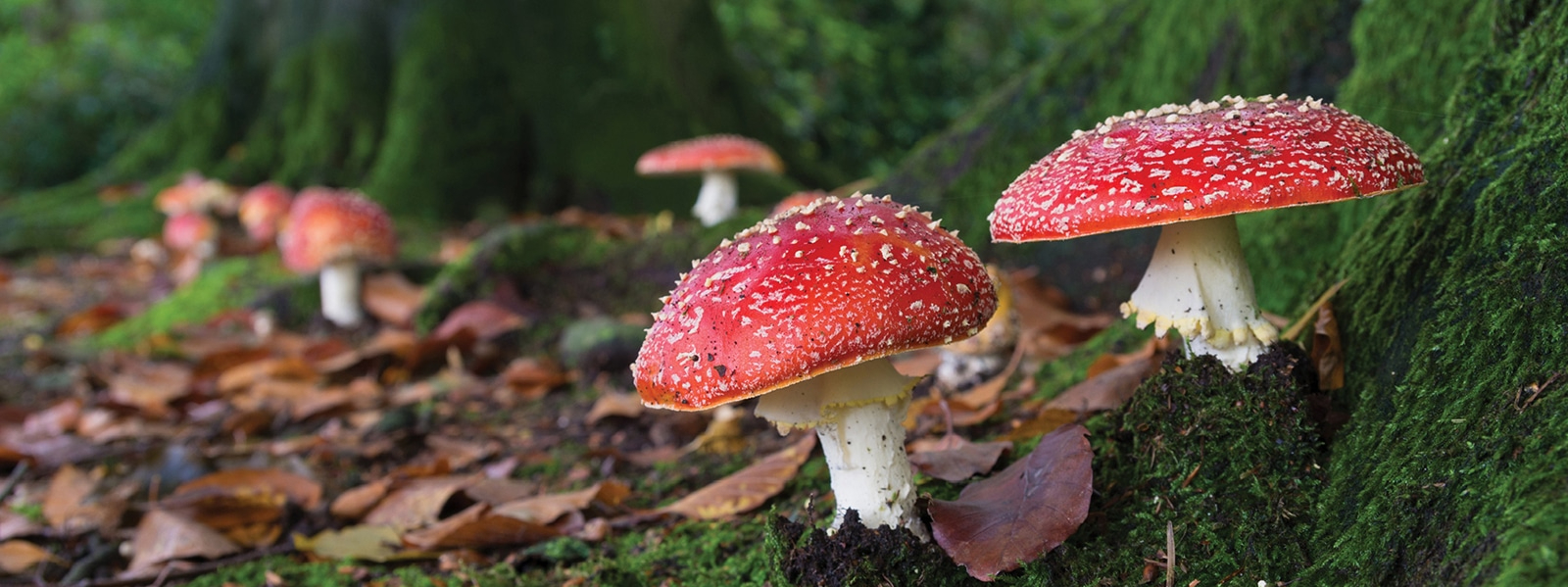 Fly Agaric