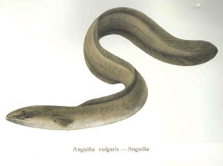 A 1911 picture of an eel