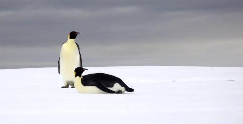 Two penguins look across the ice - one is lying down.