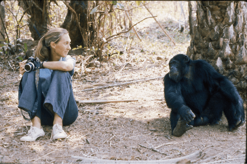 A Young woman with a camera looks ta a chimpanzee which looks back at her