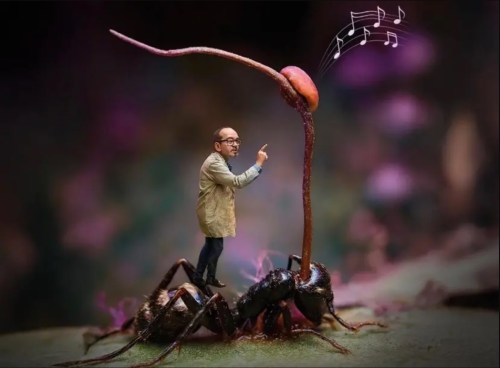 Artwork of a miniature scientist standing on an ant, pointing at the fungus growing from its head with musical notes emanating