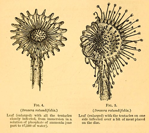 An old illustration of sundew plant before and after capturing an insect