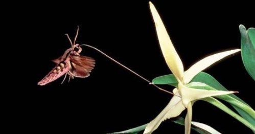 A moth with a long tongue feeding on a white, star-shaped orchid